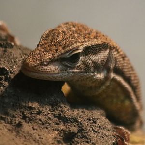 Yellow-throated Goanna