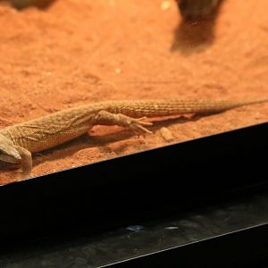 Apparently Undescribed Varanus sp.