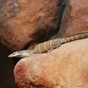 Kimberly Rock Goanna