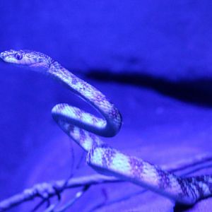 Banded Tree Snake