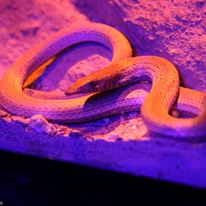 Burton's Legless Lizard