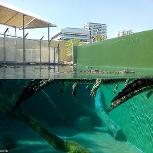 Swimming With Small Crocs Tank