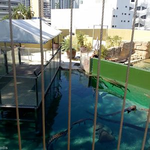 Swimming with Small Crocs Tank