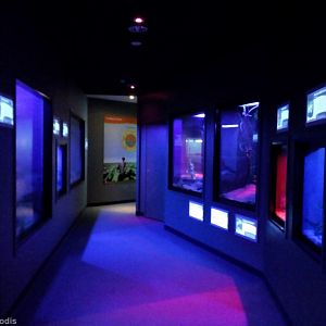 Nocturnal Part of the Reptile House