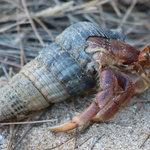 Hermit Crab, Darwin