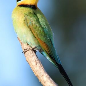 Rainbow Bee-eater, Darwin