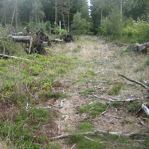 Løvbakke Dyrehave - "Nordskoven"