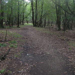 Løvbakke Dyrehave - "Egekrattet"