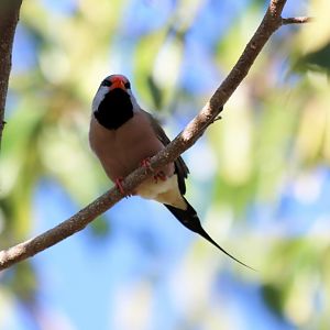 Long-tailed Finch - Holmes Jungle Nature Park