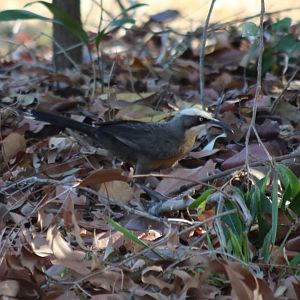 Grey-crowned Babbler - Holmes Jungle Nature Park