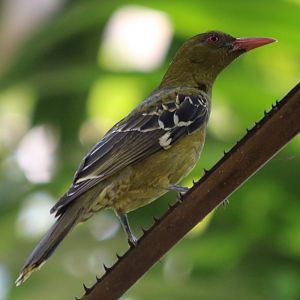 Australasian Yellow Oriole - Darwin Botanic Gardens