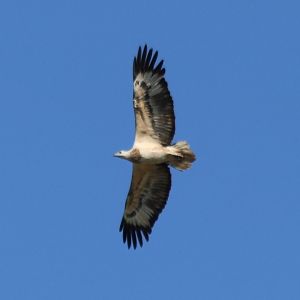 White-bellied Sea-eagle - Darwin Esplanade