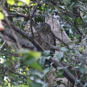 Barking Owl - Darwin Esplanade