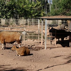 Banteng and Water Buffalo