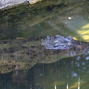 New Guinea Croc
