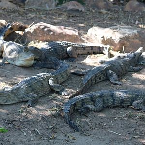 Freshwater Crocodiles