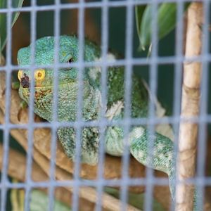 Fijian Crested Iguana