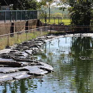Croc Pool