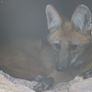 Maned Wolf