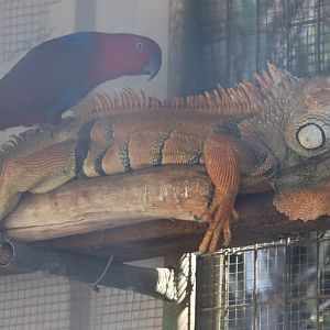 Eclectus Sitting on an Iguana