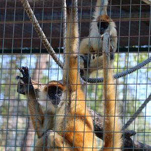 Black-handed Spider Monkeys