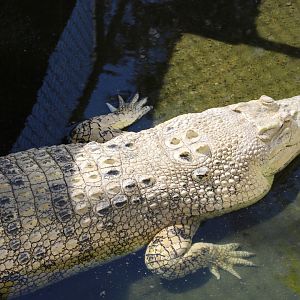 Leucistic Crocodile