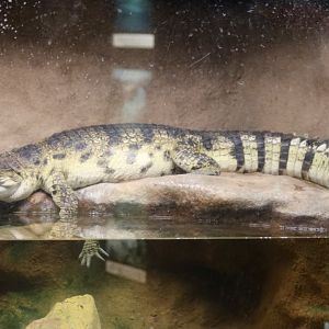 Philippine Crocodile