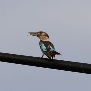 Blue-winged Kookaburra, Darwin