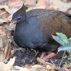 Orange-footed Scrubfowl - Darwin Botanic Gardens