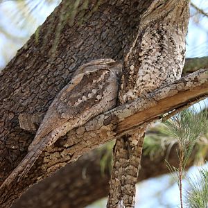 Tawny Frogmouths, Darwin