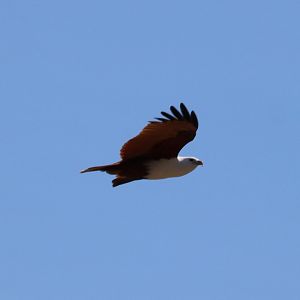 Brahminy Kite, Darwin
