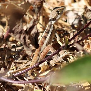 Gowidon temporalis, Darwin