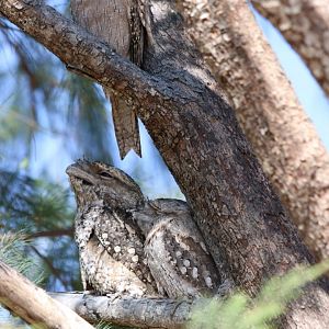 Tawny Frogmouths, Darwin