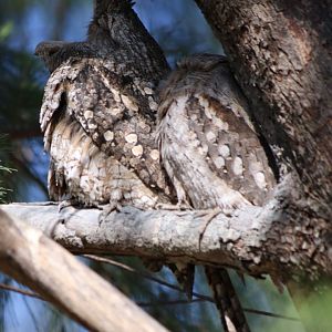 Tawny Frogmouth Yawning, Darwin