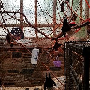 Rodrigues Fruit Bats