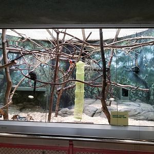 White-faced Saki exhibit