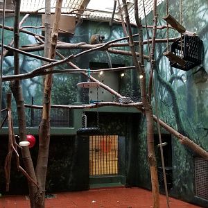 Bolivian Gray Titi Monkey exhibit