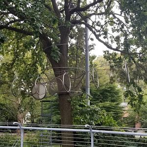 360 tree next to Impala eating area