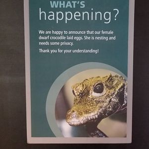 Dwarf Crocodile exhibit