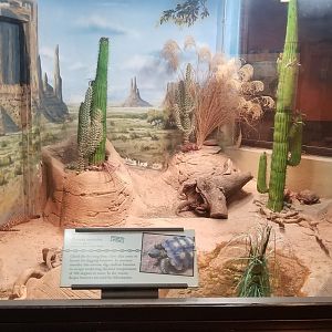 Desert Tortoise and Beaded Lizard exhibit