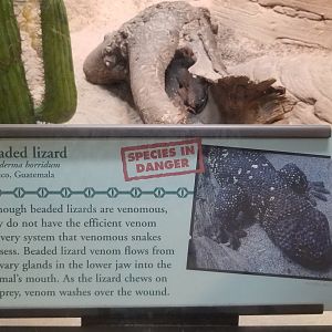 Beaded Lizard sign