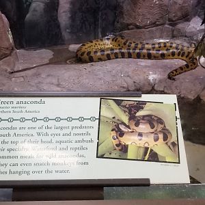 Green Anaconda