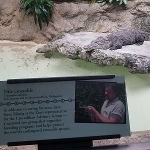 Nile Crocodile