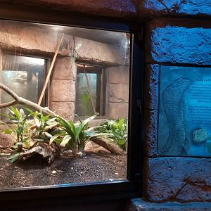 King Cobra exhibit
