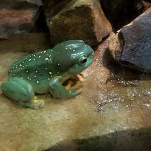 Splendid Tree Frog