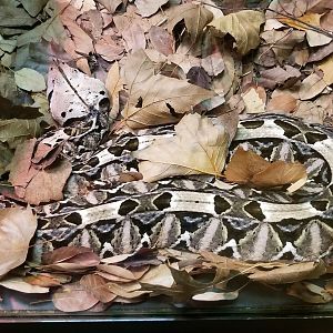 West African Gaboon Viper