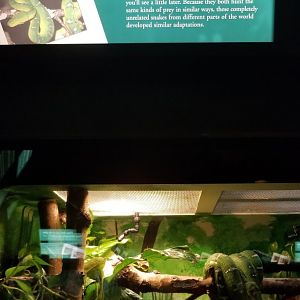 Emerald Tree Boa