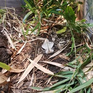 East African Gaboon Viper