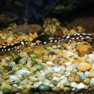 Emperor Spotted Newt