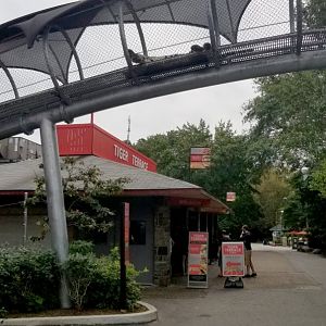 Tiger napping on the 360 trail